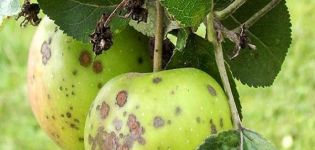Како лечити јабуку у лето и пролеће од штеточина и болести, народних рецепата и хемикалија