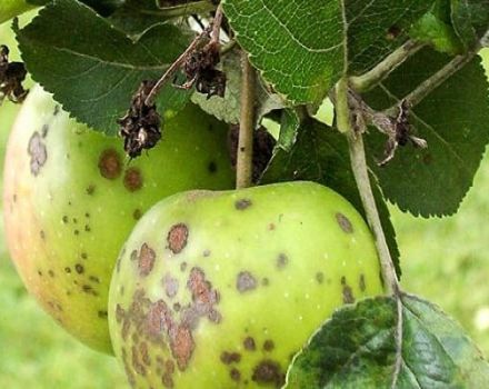 Kako liječiti stablo jabuke ljeti i proljeće od štetočina i bolesti, narodnih recepata i kemikalija