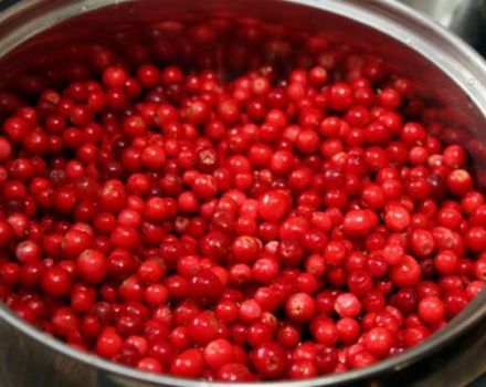 Kako čuvati lingonberry za zimu kod kuće