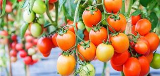 Descripción y características de la variedad de tomate Meteorito Chelyabinsk.