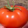 Tomaatti Volgogradsky 5/95 -lajikkeen kuvaus ja ominaisuudet, sen sato