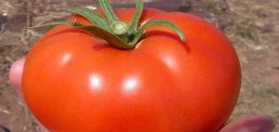 Volgogradsky 5/95 domates çeşidinin tanımı ve özellikleri, verimi