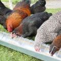 Beskrivelser af kyllingeracer af kød og ægretning til avl derhjemme