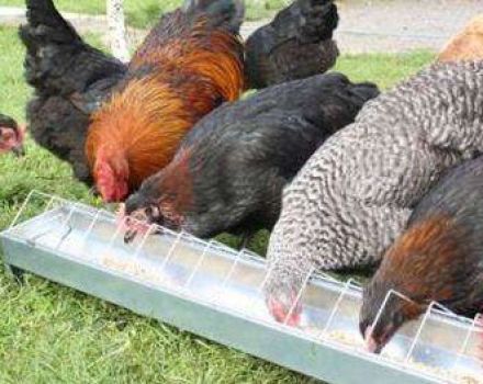 Beschrijvingen van kippenrassen van vlees en eierrichting voor thuis fokken