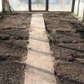 So bereiten Sie den Boden in einem Gewächshaus für Tomaten im Frühjahr vor