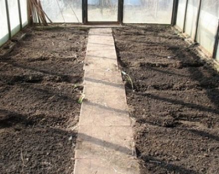 Sådan forberedes jorden i et drivhus til tomater i foråret