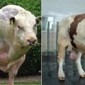 Het maximale gewicht van de grootste stier ter wereld en de grootste rassen