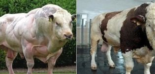The maximum weight of the largest bull in the world and the largest breeds