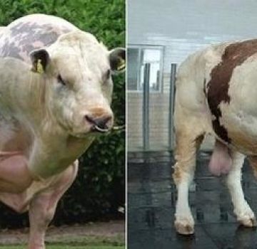 The maximum weight of the largest bull in the world and the largest breeds
