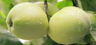 Kenmerken en beschrijving van de variëteit van de appelboom van Jung (Sneeuwwitje), beoordelingen van tuinders