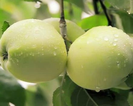 Egenskaber og beskrivelse af mangfoldigheden af ​​Jungs æbletræ (snehvid), anmeldelser af gartnere