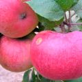 Mô tả, đặc điểm và các giống cây táo Arkad, quy tắc trồng và chăm sóc