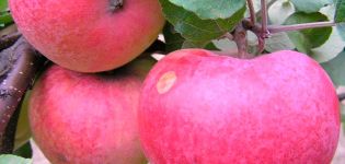 Opis, vlastnosti a odrody jabloní Arkad, pravidlá pestovania a starostlivosti