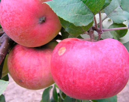 Arkad obelų aprašymas, savybės ir veislės, auginimo ir priežiūros taisyklės