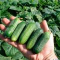 Description of the best cold-resistant varieties of cucumbers