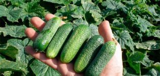 Beschrijving van de beste koudebestendige komkommersoorten