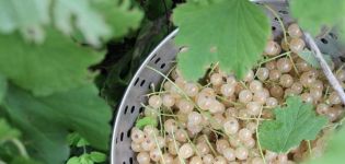 2 simple recipes for making white currant jam for the winter