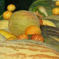 Beschreibung der Sorten von Melonen mit Namen, welche Sorten sind