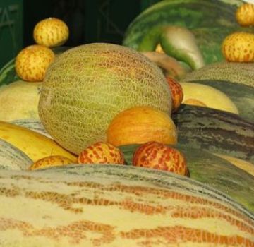 Paglalarawan ng mga varieties ng melon na may mga pangalan, kung ano ang mga lahi