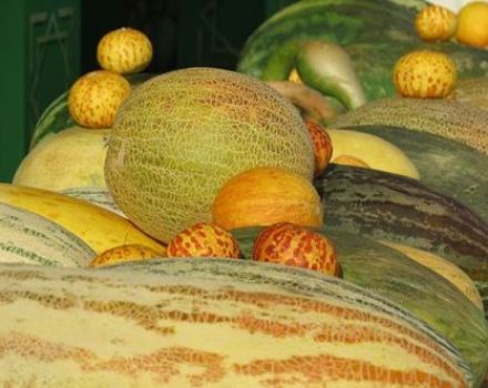 Beskrivelse af varianter af meloner med navne, hvilke sorter er