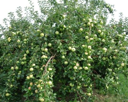 באילו אזורים עדיף לגדל עץ תפוח בוש מסוג זני הפירורים, תיאורו וסקירותיו של גננים