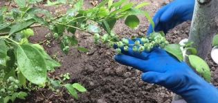 Najbolja mineralna i organska gnojiva za borovnice, kako i čime se hraniti