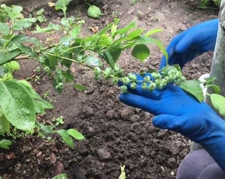 Nejlepší minerální a organická hnojiva pro borůvky, jak a co nakrmit