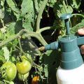 Lepšie spracovávať paradajky z múčnatky