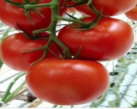 Karakteristika for tomatsorten Melody F1 og dens udbytte