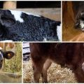 Description and symptoms of diseases of calves, their treatment at home