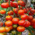 Descripción de la variedad de tomate My joy, características de cultivo y cuidado.