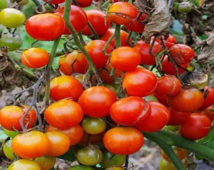 Beschreibung der Tomatensorte Meine Freude, Merkmale des Anbaus und der Pflege