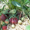 Mansikkalajikkeen kuvaus ja ominaisuudet Ilotulitus, viljely ja hoito