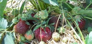 Descrizione e caratteristiche della varietà di fragole Fuochi d'artificio, coltivazione e cura