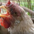 What are the symptoms of sneezing chickens and how to treat at home