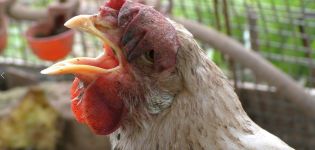 Какви са симптомите на кихане на пилета и как да се лекуват у дома