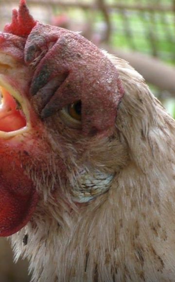 Wat zijn de symptomen van niezen kippen en hoe ze thuis te behandelen
