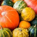 Description of varieties of ornamental pumpkin, its cultivation and use