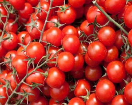 Mô tả giống cà chua Vũ Tròn, đặc điểm và cách trồng