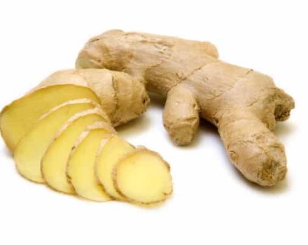 Useful properties and contraindications of ginger for men