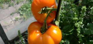 Oranžinės dramblio pomidorų veislės charakteristikos ir aprašymas, derlius