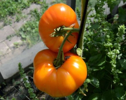 Eigenschaften und Beschreibung der Orangenelefant-Tomatensorte, deren Ertrag