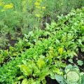 What can be planted after cabbage for the next year (table)