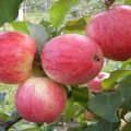 Giống cây táo Alenushkino được phát triển ở vùng nào, mô tả và đặc điểm