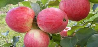 For which regions was the Alenushkino apple variety developed, description and characteristics