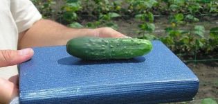 Beschrijving van de beste variëteiten van komkommers uit het late en middenseizoen voor vollegrond