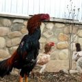 Mô tả và quy tắc nuôi gà chọi của giống Shamo