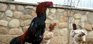 Description and rules for keeping fighting cocks of the Shamo breed