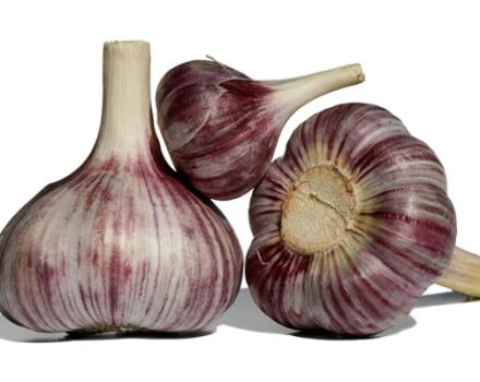 Description of the Komsomolets garlic variety, features of cultivation and care