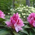 Dlaczego liście rododendronów żółkną i co robić w leczeniu